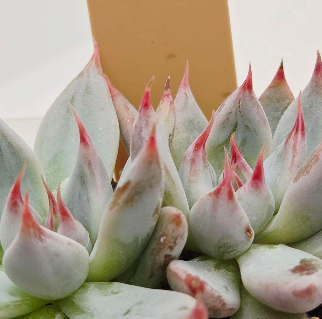 M*2様 ⑯大きめ ももホイップ❣️ミニマカロン交配❣️恋交配❣️発根済6苗メル