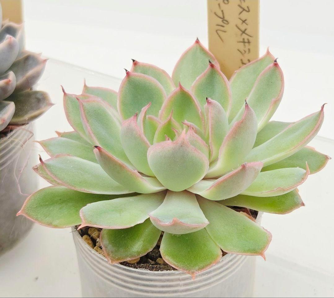 M*2様 ⑯大きめ ももホイップ❣️ミニマカロン交配❣️恋交配❣️発根済6苗メル