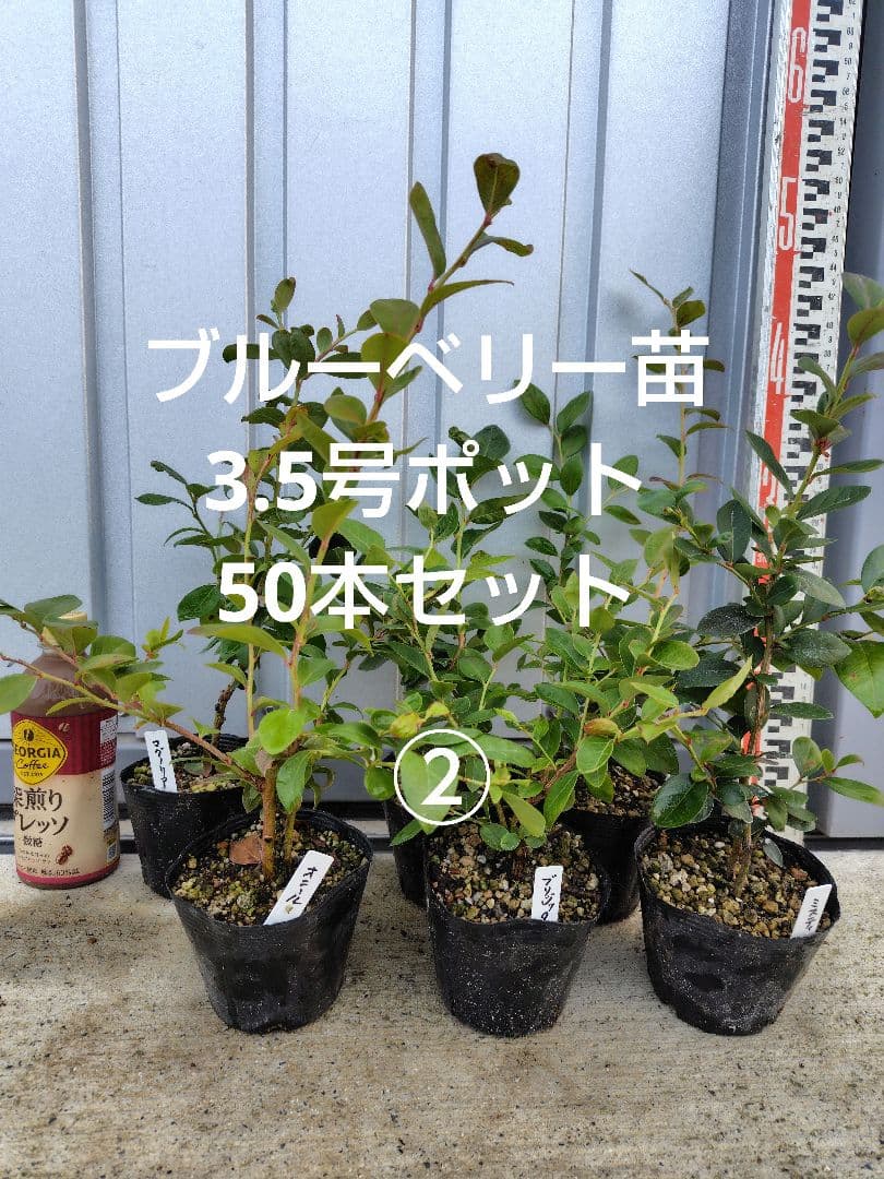 ブルーベリー苗3.5号ポット50本セット②