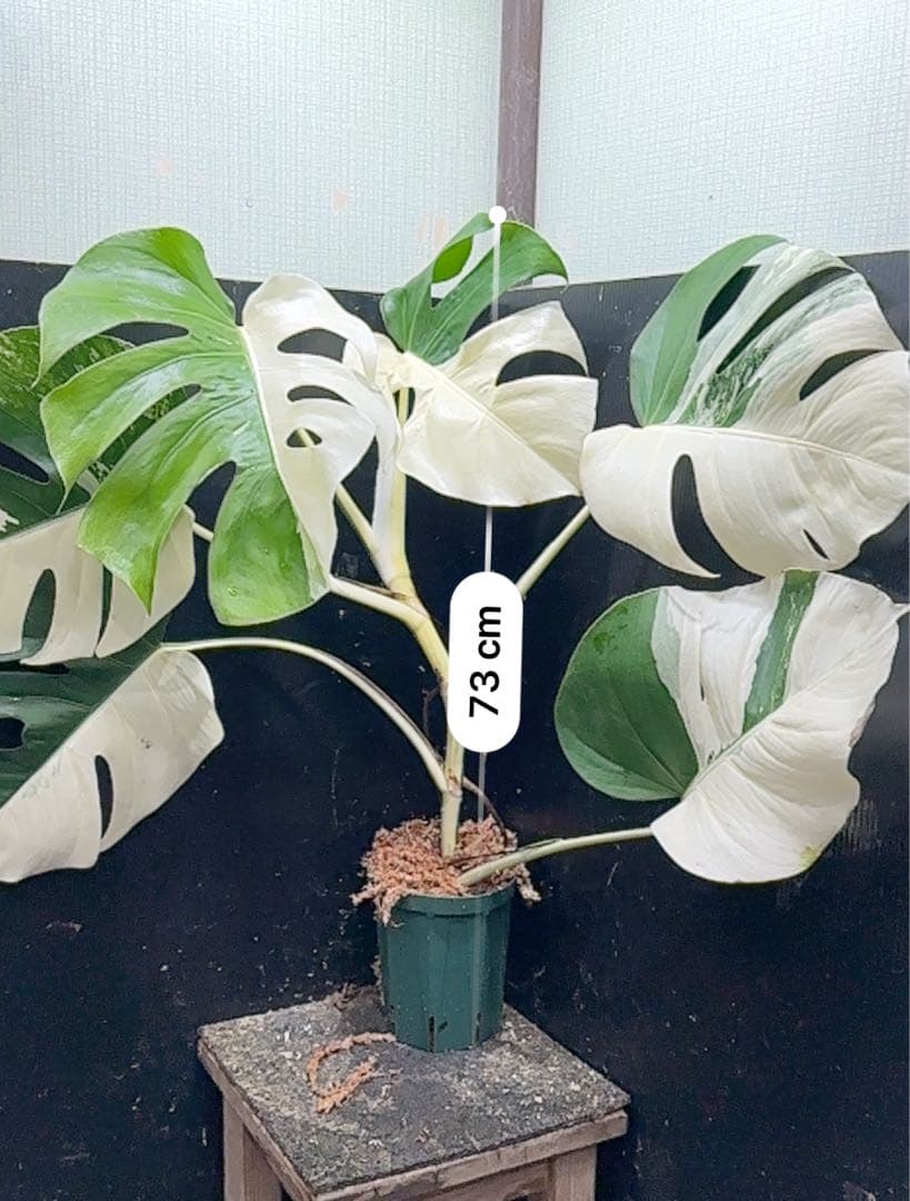 ☆*☆様 モンステラ斑入りハーフムーンホワイトタイガー極美斑入り73cm