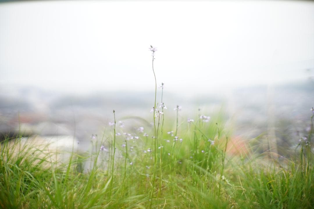 フィルムカメラ Canon MODEL 7 / CANON LENS 50mm F1.2 L39