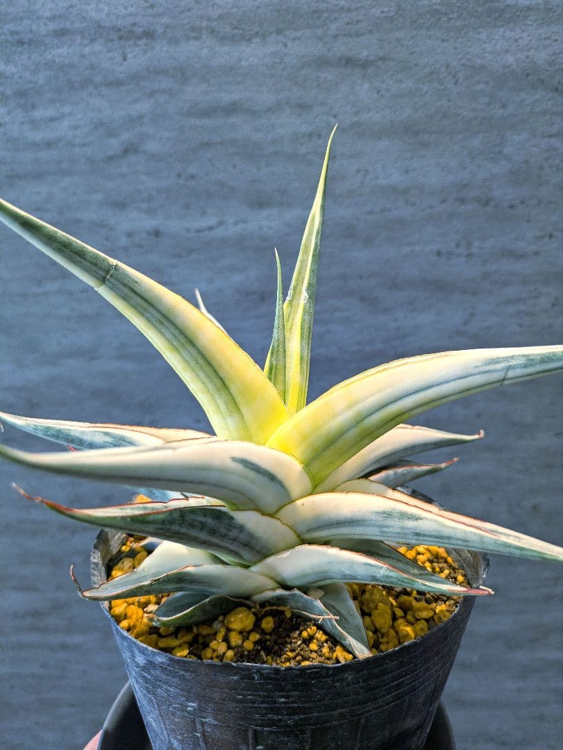 Ak　スノーホワイト 　サンスベリア　多肉植物　ロリダ　サボテン　アガベ