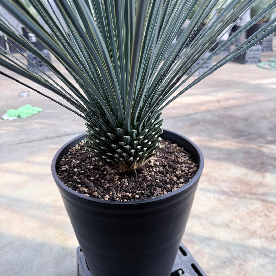 k*u様 【AL1186】ユッカ　ロストラータ　ランチョブルー