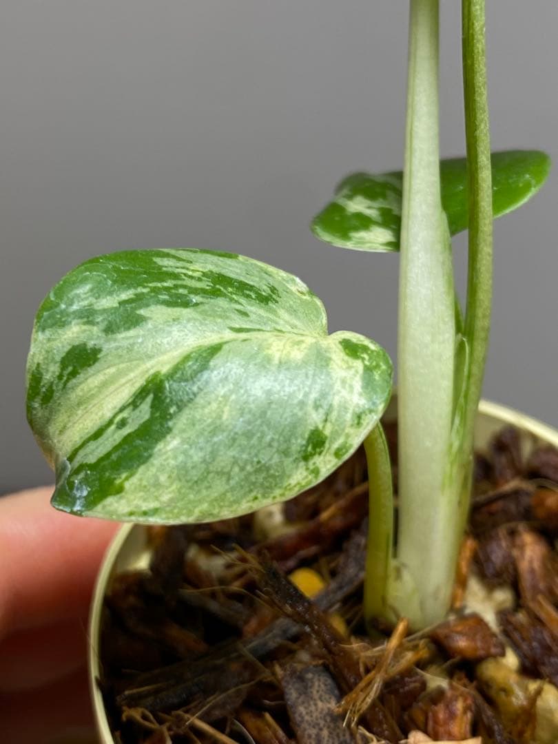 み*ん様 【将来有望株‼️】モンステラ　デリシオーサ　バルバソー　フシギダネ/ベ