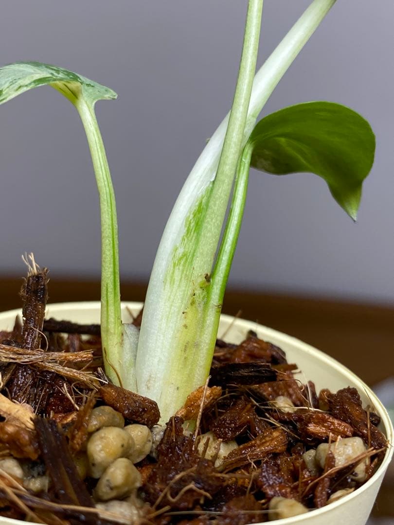 み*ん様 【将来有望株‼️】モンステラ　デリシオーサ　バルバソー　フシギダネ/ベ