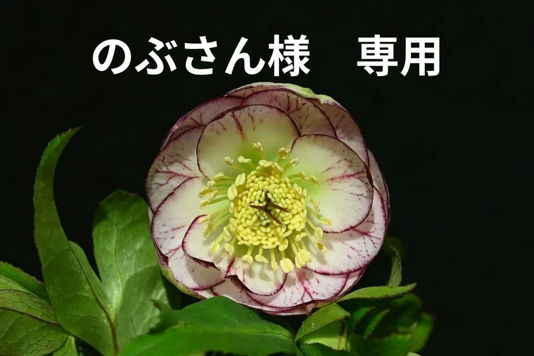 クリスマスローズ　認定毬姫プリマヴェーラ　加藤農園