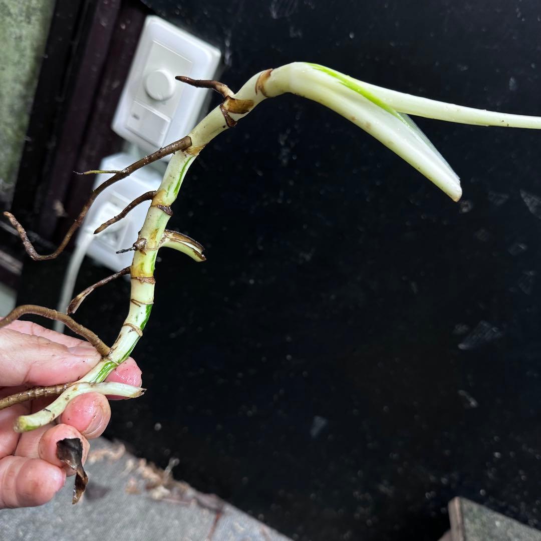 H*I様 斑入りモンステラホワイトタイガー茎8株おまとめ