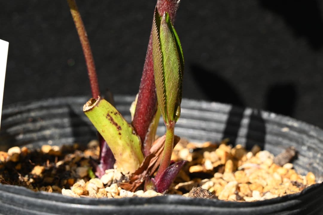 クリスマスローズ　最新花！ 認定キラメキ✩ディープレッド　加藤農園