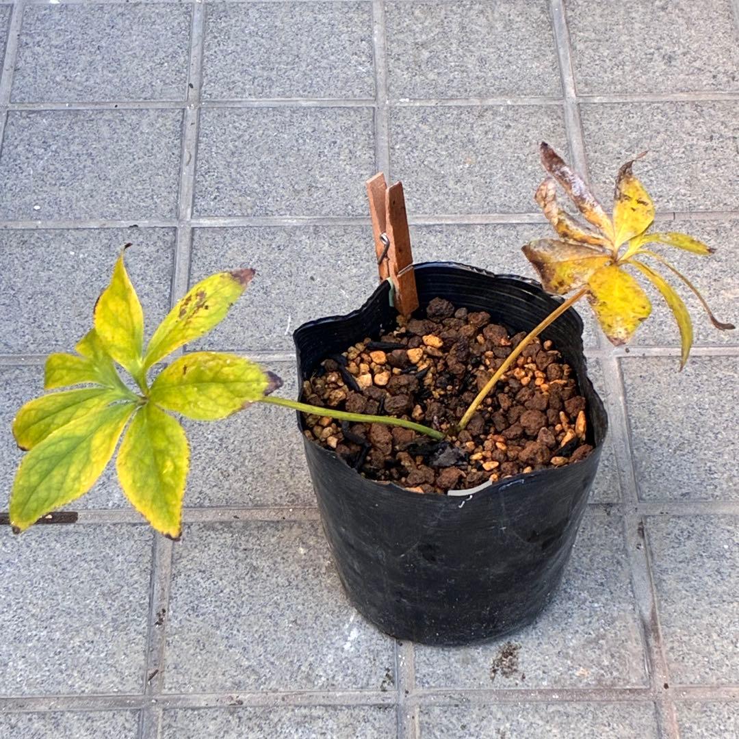 ラ*ク様 ❤️根パンパン❤️沢山新芽元気株❤️3271⭐️超コンパクト超小〜小輪