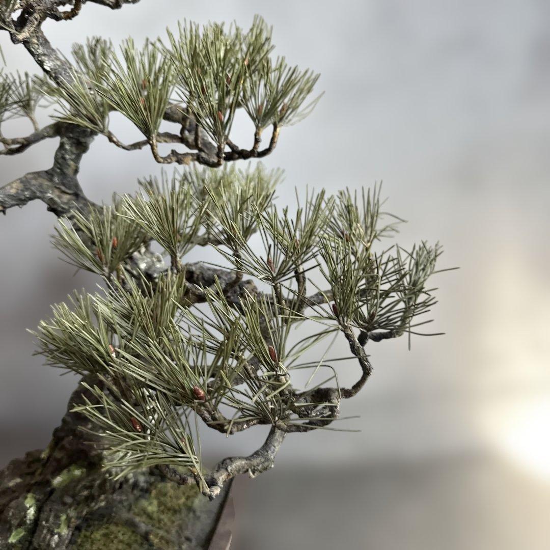 瞬間的お値下げ‼️素敵すぎるフェイク盆栽‼️自然形状の盆栽 四角形鉢