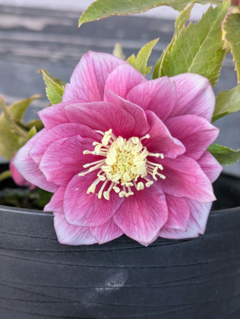 広瀬園芸 クリスマスローズ　オーレア系 ピンクグラデーション DD（ダブル）