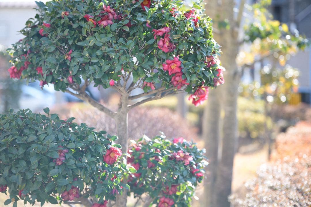 TTArtisan AF 75mm F2 （ニコンZマウント•箱無•保証書等無）