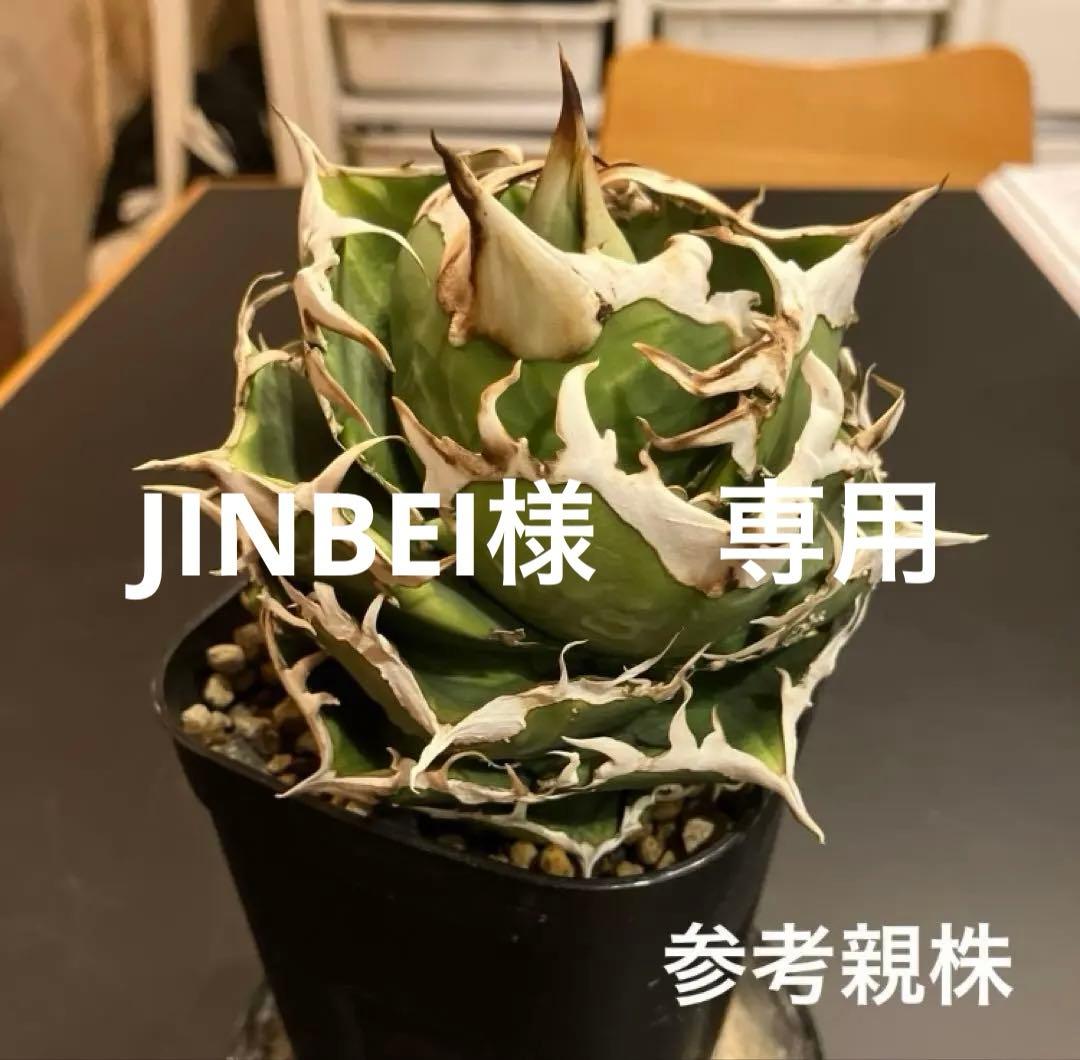 アガベ　COK 追星　子株