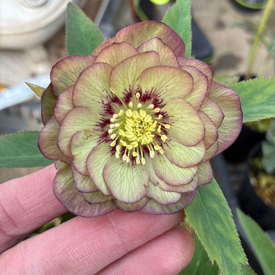 クリスマスローズ　トルカ交配　８寸