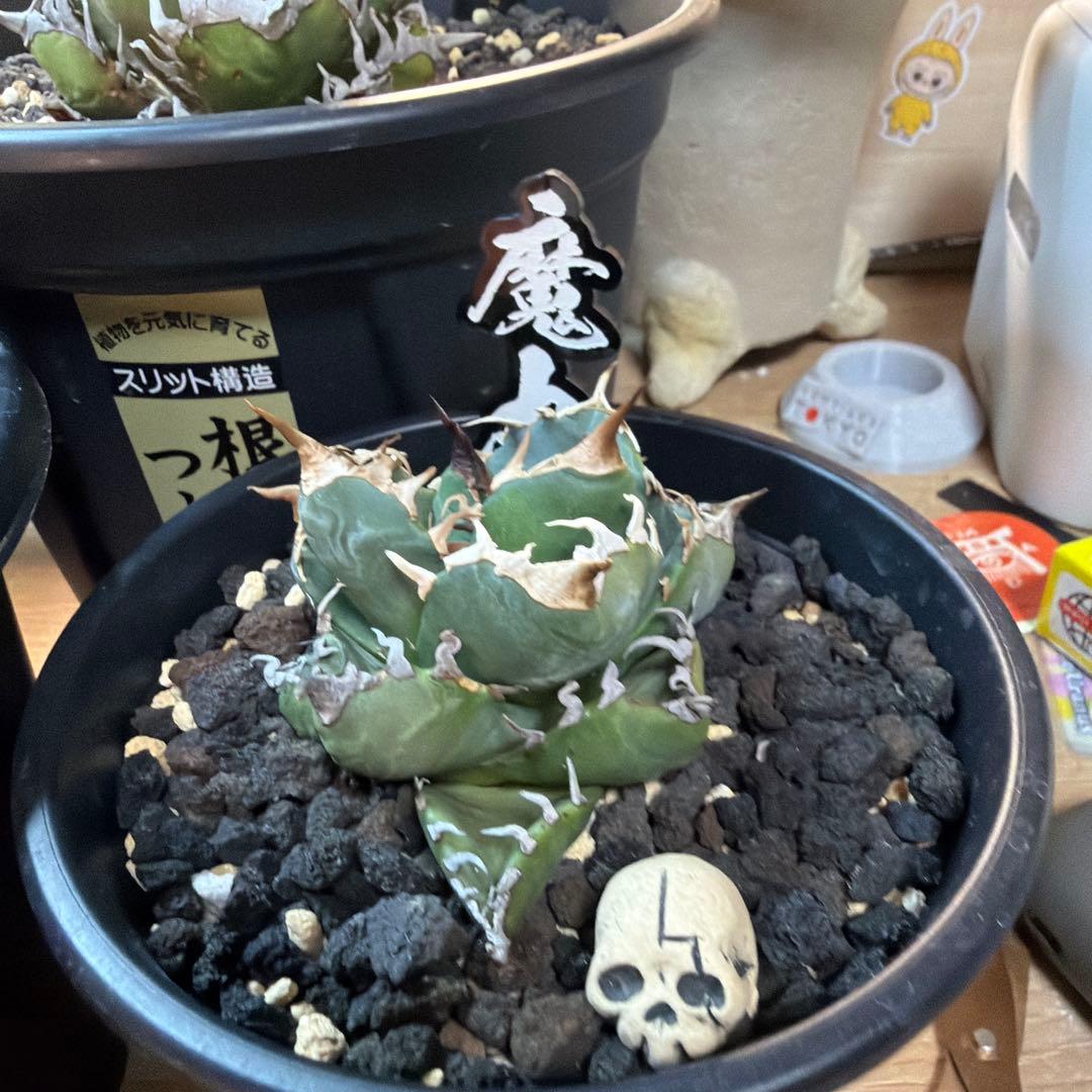 た*ね様 アガベ 5株セット