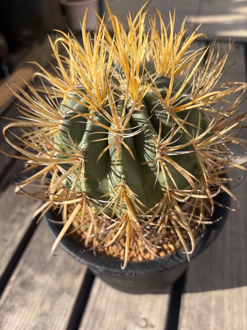 フェロカクタス金冠竜◇多肉サボテン　アガベ ユッカ　ハオルチア　アロエ　チタノタ