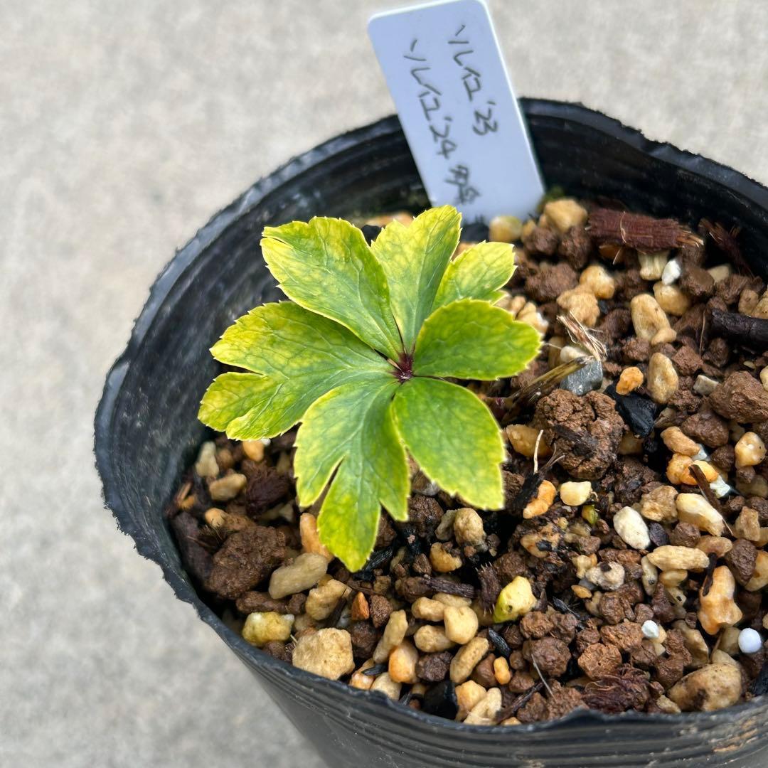 たんたんBwg026 クリスマスローズ 小苗 セット