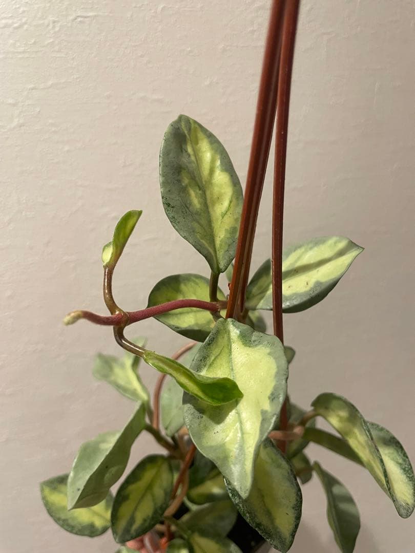 アオ　レア　ホヤ アルゲンティア プリンセス サクララン　美株