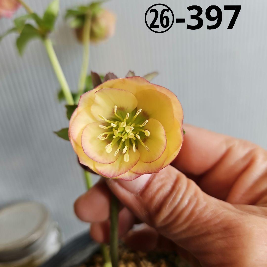 ★Orange様ご購入苗クリスマスローズ6点