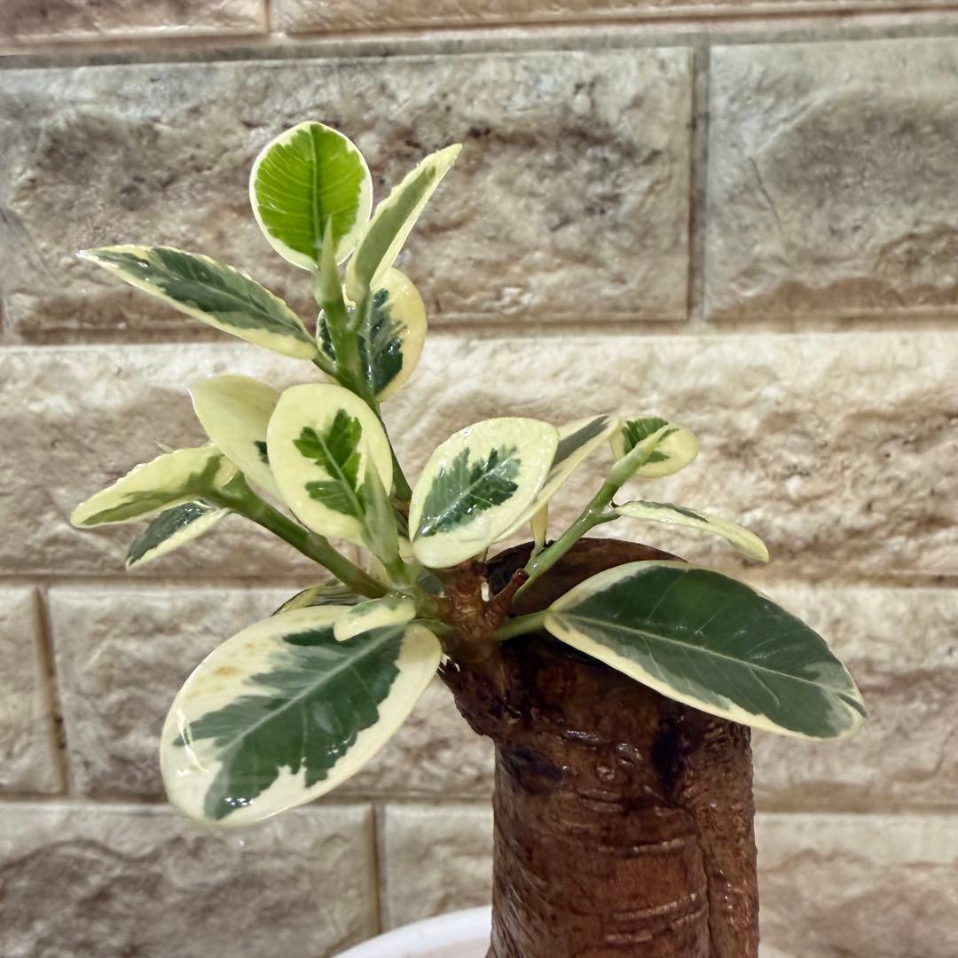 パンダガジュマル 斑入り 接木株 太幹 6号鉢 発根済・新芽あり