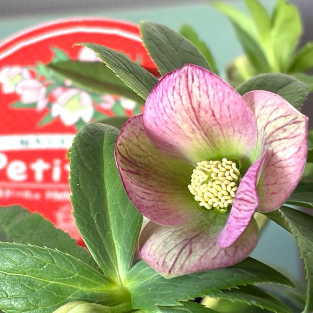 【横山園芸】クリスマスローズ プチドール　ss《1/15》ピンクベイン系