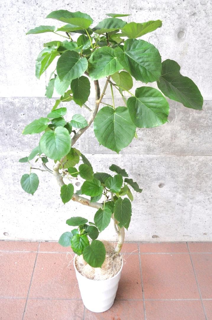 フィカス ウンベラータ 8号 140cm S-shaped tree form