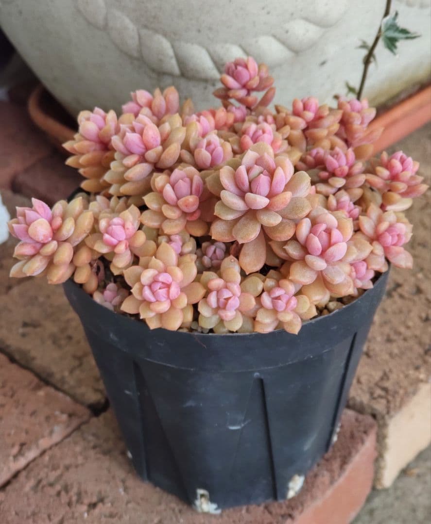 レ*ン様 リンダリンダ　札付き　群生鉢　ぼのぼのさん苗　抜き苗