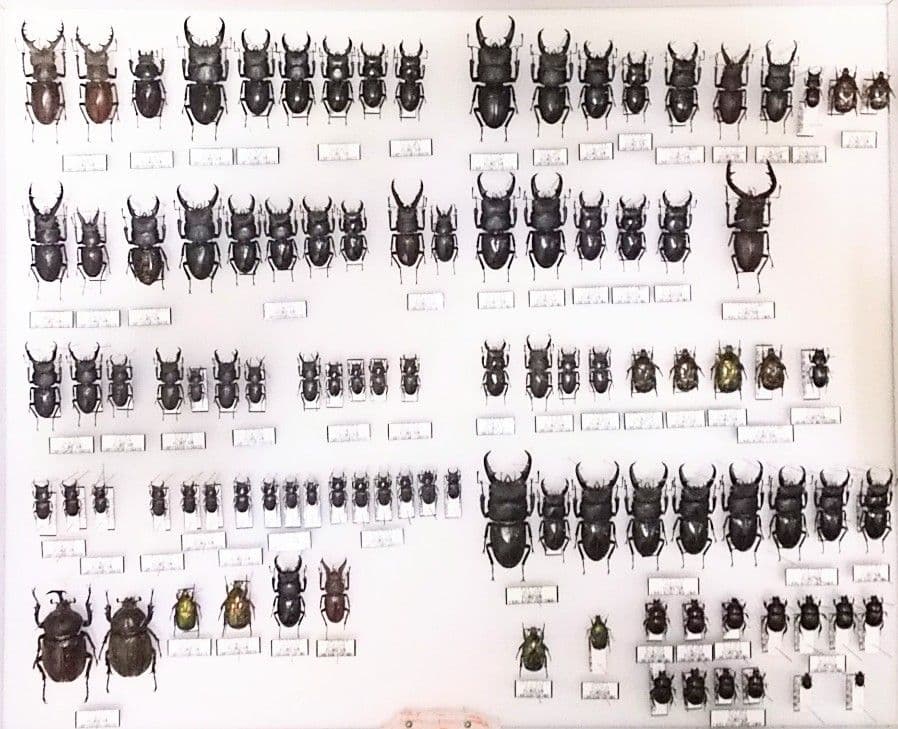 村山輝記採集・製作クワガタ標本 2019年 No.184
