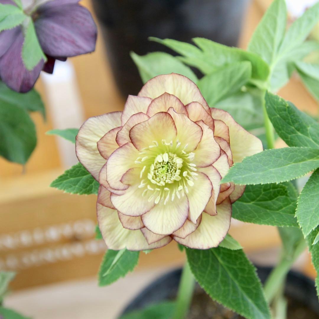 八重咲きクリスマスローズ　5ポットセット