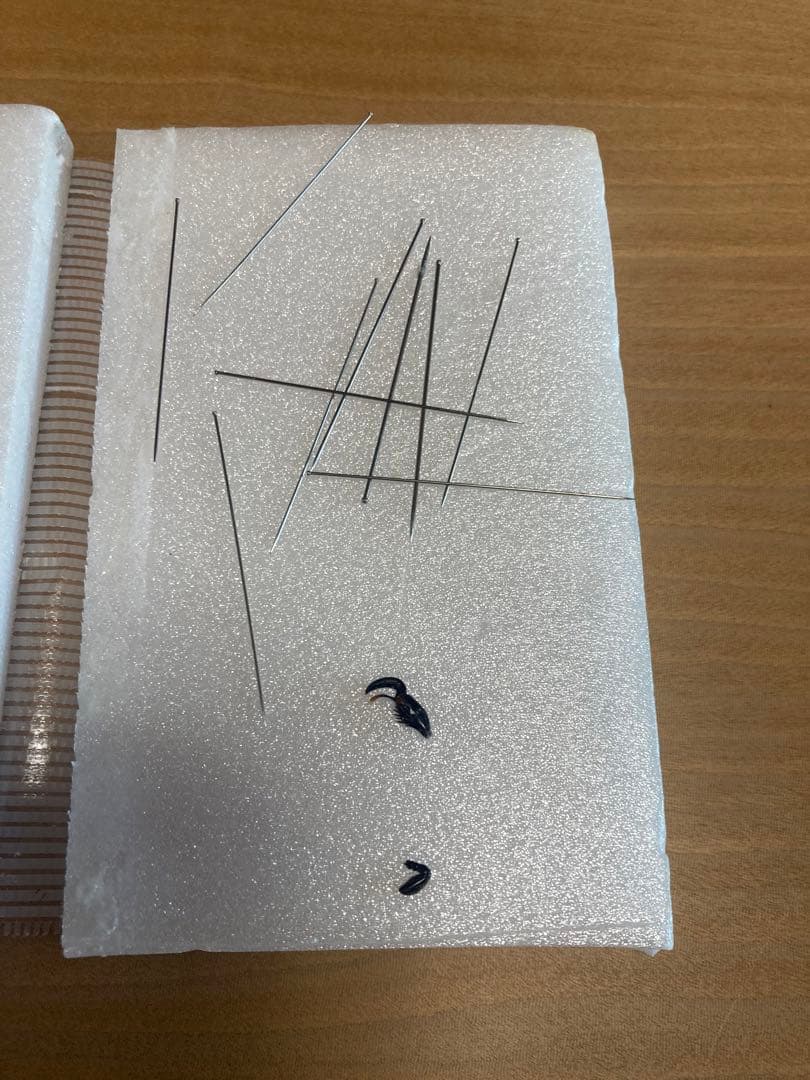 ネプチューンオオカブト♂野外品標本