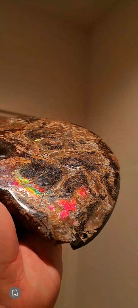 アンモライト　カナダアルバータ　化石　完全体　両面虹色　７色