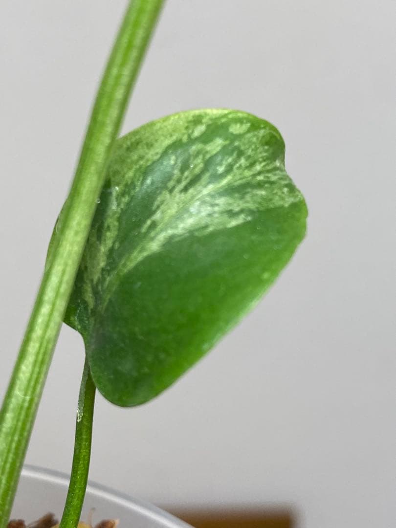 六*ん様 ②【将来有望株‼️】モンステラ　デリシオーサ　バルバソー　フシギダネ/