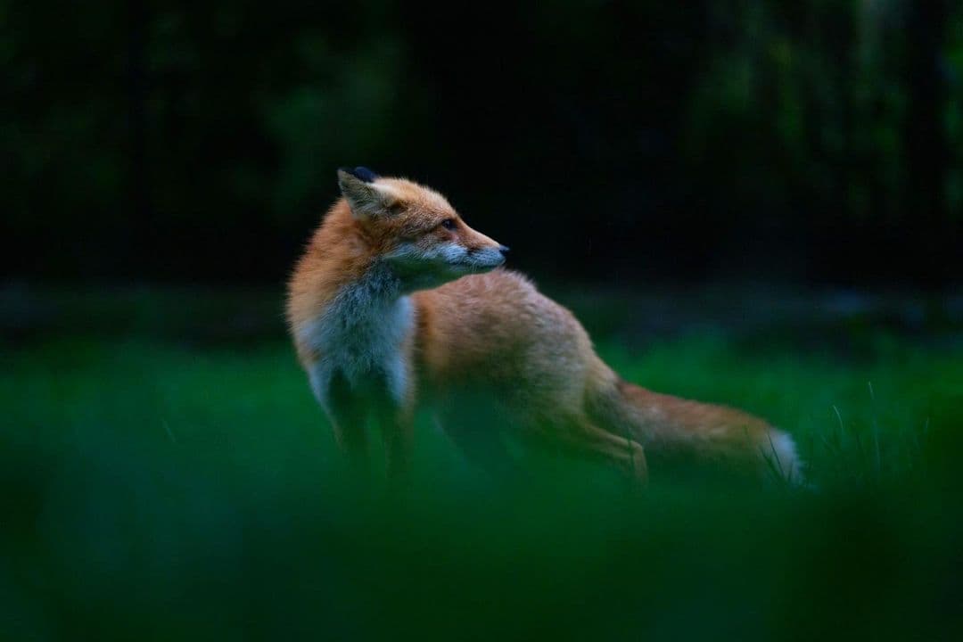 4/29までタムロン　EF　70-200mm f/2.8 　説明読んでください