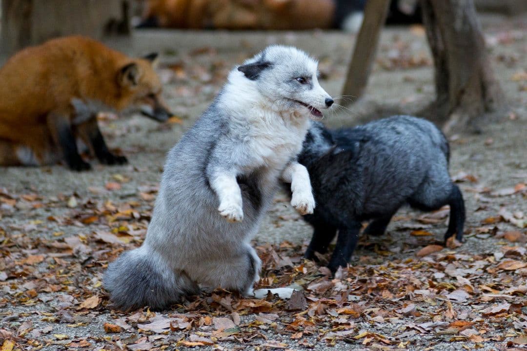 4/29までタムロン　EF　70-200mm f/2.8 　説明読んでください