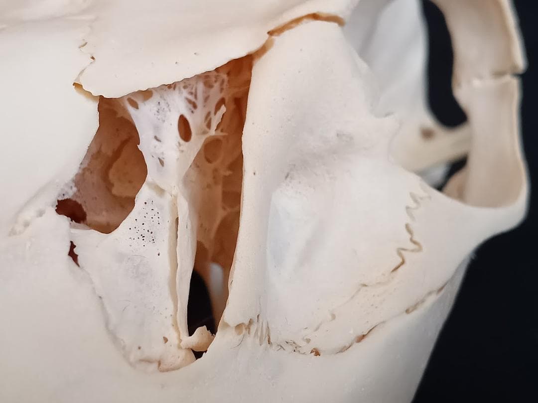 【 在庫処分特価】種名ニホンジカ♂　３２Kg　頭骨・第一頸椎　骨格標本