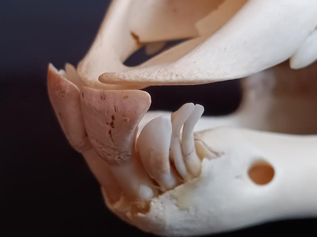 【 在庫処分特価】種名ニホンジカ♂　３２Kg　頭骨・第一頸椎　骨格標本