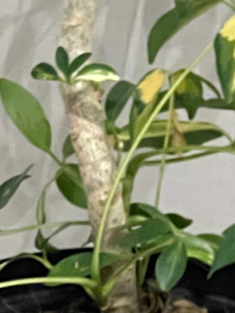 iPhone13pro ゴールド gold simフリー