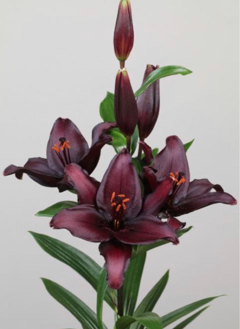 とわ　百合11種とチューリップ