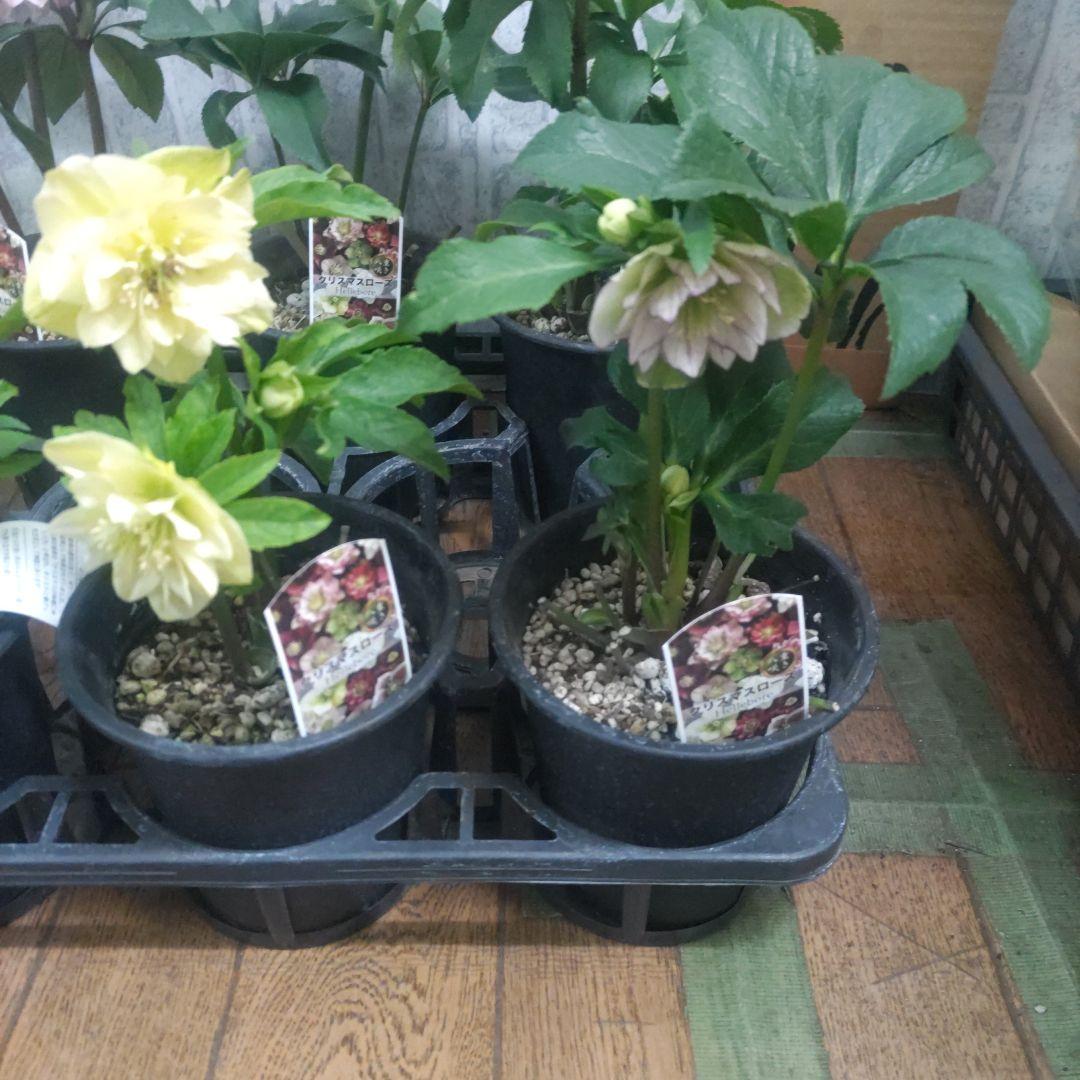１０日入荷分⭐️クリスマスローズダブル咲き⭐️7鉢セット