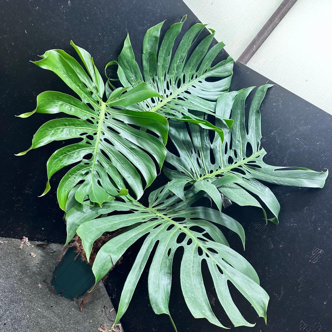 a*i様 モンステラデリシオーサマクロコズム超希少系統鉢植え113㎝レア