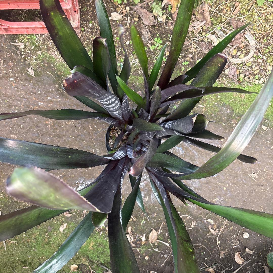 ビルベルギア　ダースベイダー① 特大株