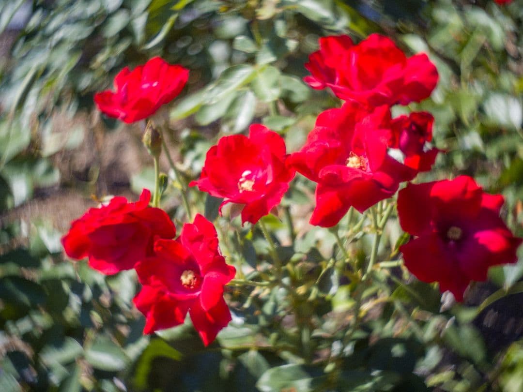 ズノー　ZUNOW-ELMO　13mm/f1.1 Dマウントシネレンズ:作例あり