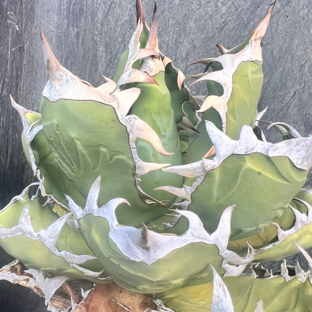 m*o様 アガベ　オアハカ現地株　特大株