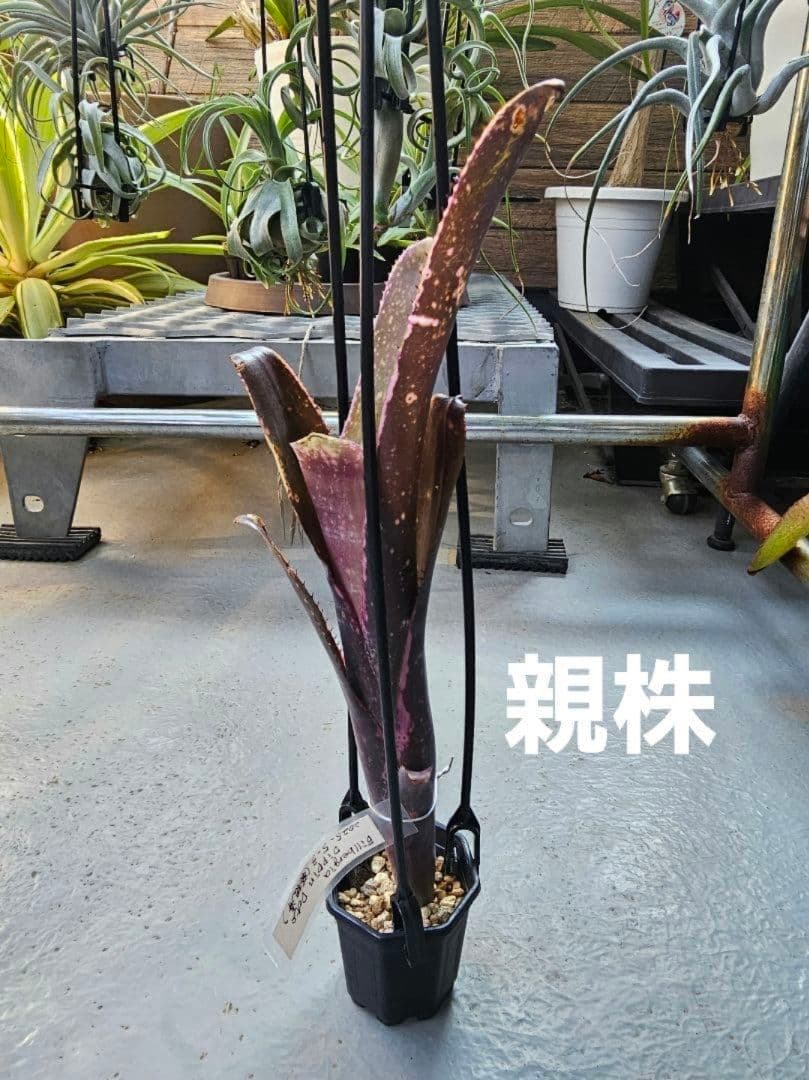 【ビルベルギア ディッピンドッツ】孫株出そうな突起付き♪発根済♪タンクブロメリア