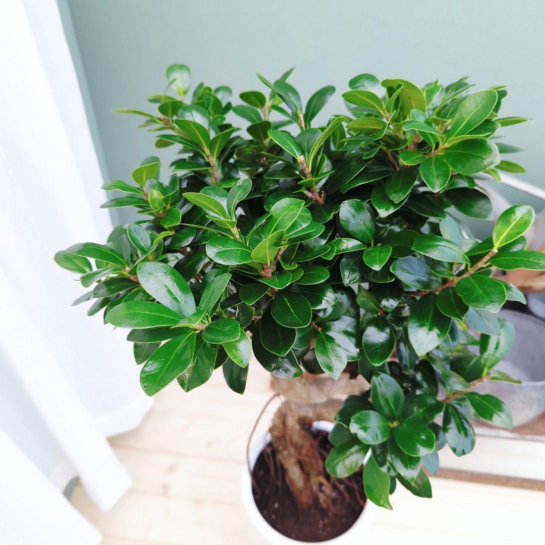 nima曲がりガジュマル (現品) 根上がり 曲線 空間浄化