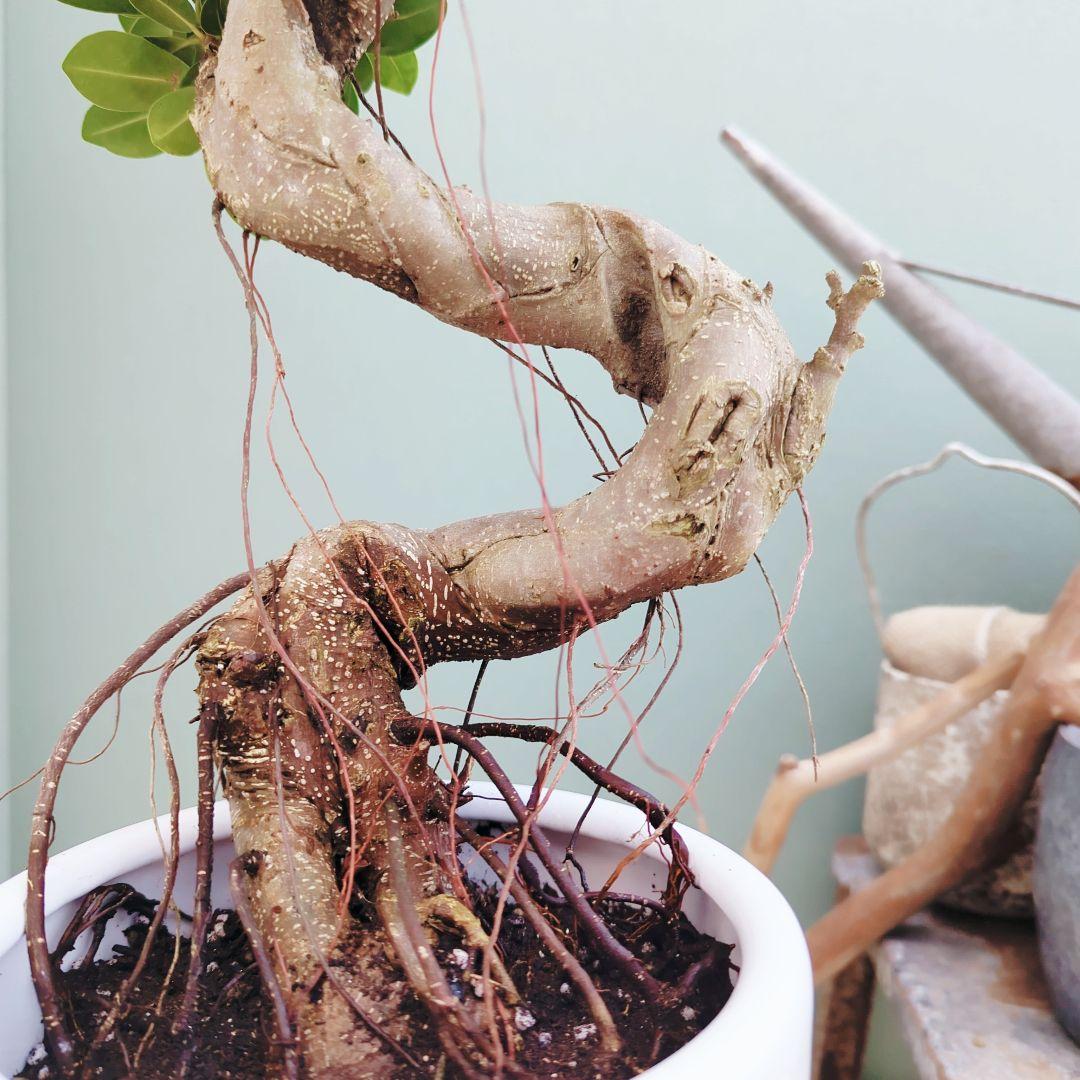 nima曲がりガジュマル (現品) 根上がり 曲線 空間浄化