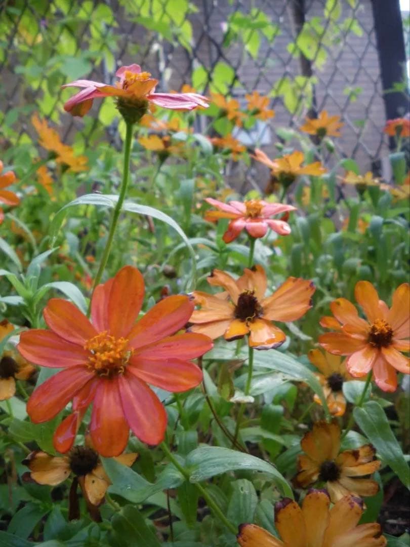 リーダー付き【動作確認済】PENTAX Optio M60 ブルー