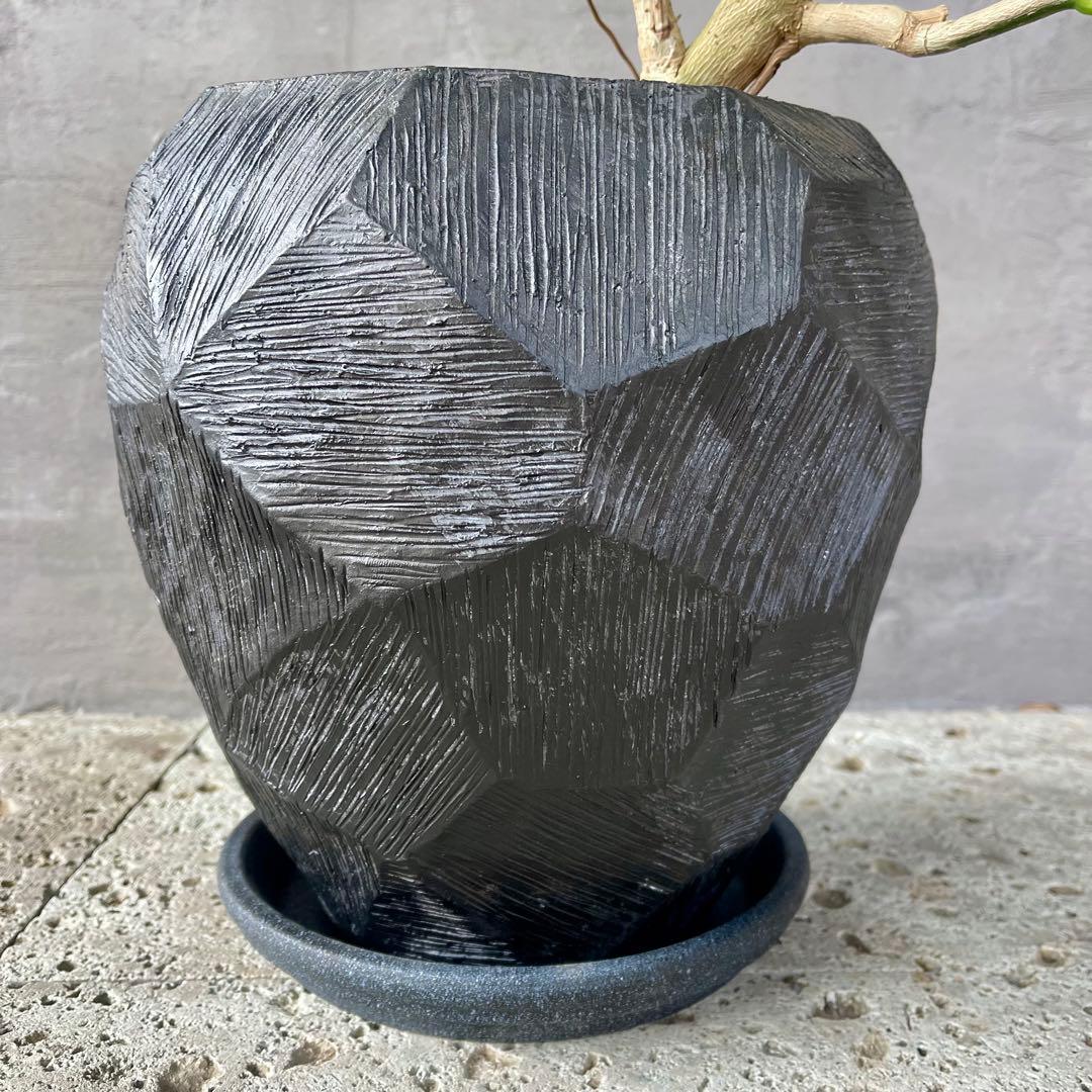 大型　シェフレラ　アンガスティフォリア　S字仕立て　陶器鉢　植え込み発送