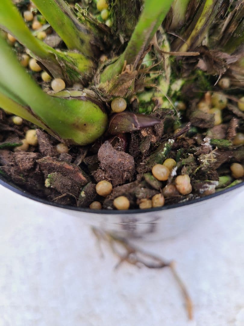 ミスマフェット。花芽4個。2鉢セット。蜜蜂誘引蘭。日本蜜蜂