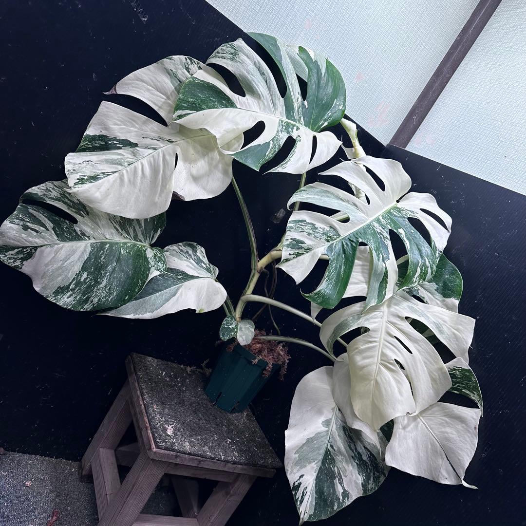j*フ様 斑入りモンステラ ホワイトタイガー極美大株65cm白斑多